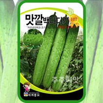 맛깔 백다다기 오이씨앗 50립 오이종자 채소 과실 백침다다기