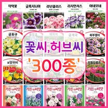 꽃씨 꽃씨몰 300종 허브씨 씨앗 다년생 노지월동 야생화 꽃씨앗 봄 제라늄 다알리아 작약, 146. 설악초 20립