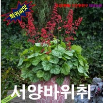(희귀씨앗) 휴체라 ( 서양바위취) 코랄벨 15립