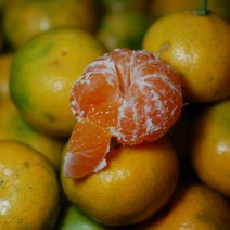 제주 영숙이네 하우스 감귤 가정용 로얄과 선물세트, 하우스감귤 3kg 로얄과 선물세트