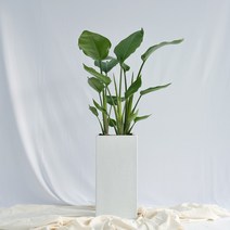 보거스플라워 실내공기정화식물 거실화분 중형 대형 화분 모음전_중형10종_대형9종_금전수 아레카야자 떡갈고무나무 인도고무나무 등, 1개, 여인초(중형)+화이트