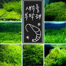 [미초] 새우가 좋아하는 수초 / 초보자용 수초 / 활착수초 / 음성수초 / 치어 수초, 8. 위핑 모스 (5x5 두배사이즈)