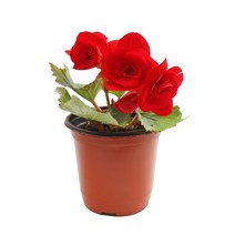 갑조네 꽃베고니아 공기정화식물 꽃있는 식물 봄꽃 실내공기정화, 색상랜덤