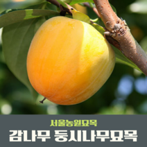 서울농원묘목/감나무 묘목 대봉 야오끼(왕대봉) 둥시 차량단감 월하시, 중묘