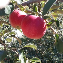 단양사과 단고을사과 10kg 28-33과 내외 소백산 죽령사과, 상세페이지 참조, 상세페이지 참조