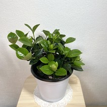 나만의화원 꽃치자 치자꽃 치자화분 꽃치자식물 불면증에좋은, 1개