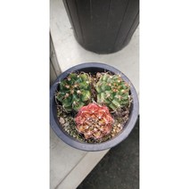 팅커벨 담시(3두)랜덤, 1개