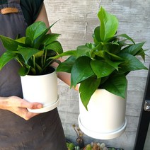 [데일리가든] 습기제거 천연제습 식물 스킨답서스, 화이트 11