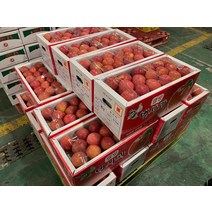 보조개사과 청송 문경 홍옥 감홍 못난이 꿀 부사 미시마 흠집 밀양얼음골 아오리 스테비아 경매사과 5kg