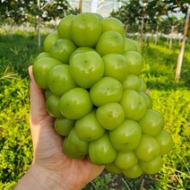 경북 대천 고당도 프리미엄 실속형 샤인머스켓, 4KG(7-8송이)