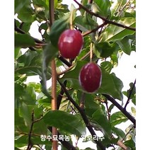 향수묘목농원 왕보리수묘목3년생 분묘, 왕보리수3점분묘