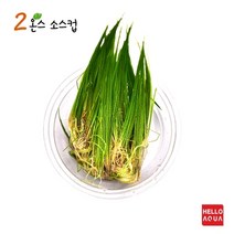 헬로아쿠아 모음)초보수초 200종모음전 쉬운수초 어항장식 열대어 어항꾸미기 수족관꾸미기, 7번) 헤어그라스 소스컵포장 1컵