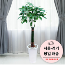 에코플랜트 실내 공기정화 식물 개업식 사무실 이전 승진 까페 개원 집들이 선물 개업 축하 화분 배달 [서울 경기 당일배송]<토요일 오후 일요일 주문건 월요일배송>, 07. 파키라, 1개” class=”wr-img”></a></div>
</div>
</div>
</div>
<div class=