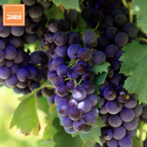 지앤제이 고씨네 특급 포도1kg 아도라포도 수입포도 크림슨포도, one color, free