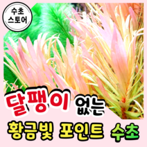[수초스토어] 골드빛수초 암만니아 페디켈라타 골든 1촉 / 구피 새우 어항 수초 쉬운 예쁜 은신처 중경 후경 초보 풍성한 쉬운 은신처 흑사 붉은 포인트 무이탄 치어 베타 열대어