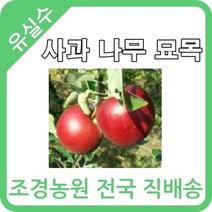 대한조경농원 사과 나무묘목 (1년생-5주묶음) 썸머프린스 쓰기루 홍로 아리수 홍옥 로얄후지 미얀마 미시마 미야미 후지 기꾸 루비에스 알프스오토메, 미얀마후지