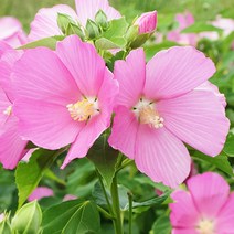 [모야모 꽃씨] 미국부용(부용화) 20립 씨앗, 1개