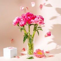 생화 작약꽃 코랄 사라 랜덤 5송이 10송이 강진 피플영농조합 화훼농가직배송, 01_시설재배 코랄 5송이