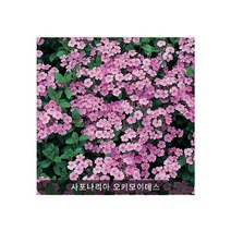 사포나리아 오시모이데스 0.1g(약40립)/다년생꽃씨/화단용꽃씨/씨앗판매