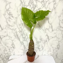 알로카시아 화분 알로카샤화분 나만의화원