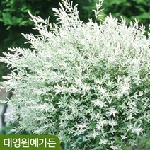 화이트핑크셀릭스 삼색버드나무 무늬버들 5치포트