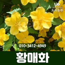 죽도화(황매화) 키100cm 내외 묘목 나무 원예 도시농부