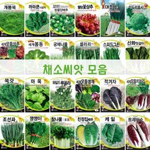 주주씨앗 채소 씨앗 모음전/웰빙 쌈채소/파/배추/루꼴라/상추/양배추/케일/달래/브로콜리/시금치/열무/쑥갓/나물/청경채/모듬/씨앗, 47. 적갓 10g