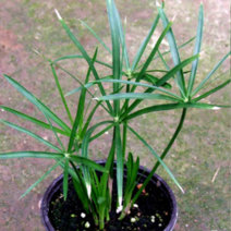 (F소망)시페루스(방동사니) 화분(소) 4개