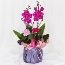 전국당일도착 카네이션 꽃바구니 생화 화분 꽃다발 선물 어버이날 스승의날 당일 꽃배달 서비스 (99플라워), 37.[H467]-감사의마음만천홍(서울만배송)
