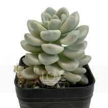 [꽃사랑식물나라] 라울금 다육이 공기정화식물 식물키우기, 1개