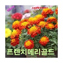 팝플라워 프렌치메리골드하모니 씨앗 200립