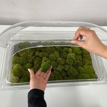 비단이끼 키우기 케어박스 키트 보관 세트 테라리움, 대형이끼케어박스(평평뚜껑포함), 1개