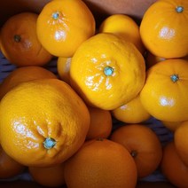 탐라인 산지직송 고당도 천혜향 가정용 혼합과 10kg, 1box