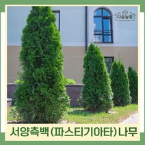 측백나무 묘목 서양측백 파스티기아타(페스티지아타) 삽목1년생 뿌리묘 5개