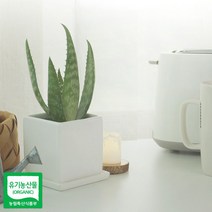 현wisehm_애기알로에 껍질째먹는 키우기 생에 식물키우기 모종 채먹는 사포나리아♥pcallme, ♥pbme!!