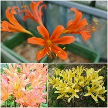 연노랑10 백양10 제주상사화10 묶음