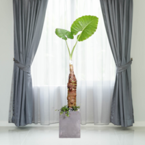 에코플랜트 대형화분 개업 거실 인테리어 실내 식물 카페 승진 사무실이전 화분 배송[서울.경기 평일 당일배송] <지방 및 영종도 가평 강화도 배송불가>, 06. 알로카시아 검정, 1개” class=”wr-img”></a></div>
</p></div>
</p></div>
</p></div>
<div class=