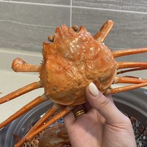 구룡포 자숙 홍게 최상급 수율85내외 1kg 3마리이상, 상세페이지 참조, 상세페이지 참조