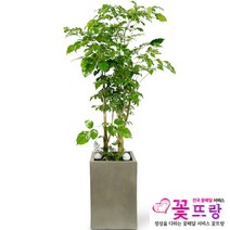 공기정화식물 개업화분 축하화분 화분배달 스투키 행운목 금전수 전국당일배송, C11 대박나무(대), 1개