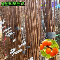 플럼코트 살구나무 묘목자두+살구 하코트 초하 샤이니 접목 1년, 하코트-열매가 가장 큰 살구 수분수 필요