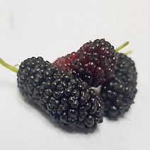 오디잼 오디쨈 만들기 오디스프레드 오디청 오디술 등 국내산 2022년 토종오디 5/10kg, 5kg, 1개