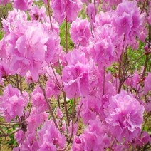 착한가격나무생각 / 진달래 40cm~60m / (뿌리묘) / 20주