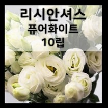 꽃씨몰 꽃씨 봄 파종 여름꽃씨 가을 노지월동 다년생 야생화 양귀비 종자 꽃씨앗, 233.리시안셔스 퓨어화이트 10립(다년생)