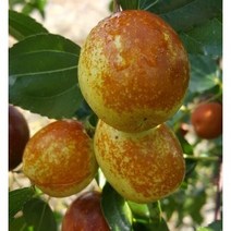 [석류나무] 석류나무 묘목 3년생 (결실주 )