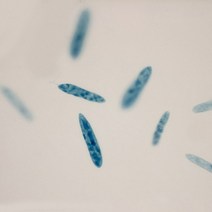 (ART)유글레나슬라이드표본