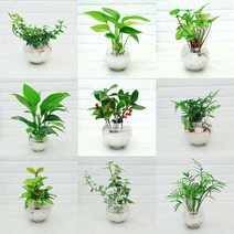 [하늘꽃농원] 수경재배 화분 자갈 식물 세트 9종 택1, 1개, 칼라아이비