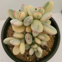 [메카다육]96-0126 방울복랑수박금(다육금) 화분포함 다육식물