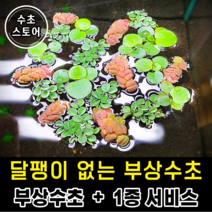[수초스토어] 검역 부상수초 3종+수초1종) 구피 새우 베타 치어 어항 쉬운 수초 은신처 초보 음성 피시티아 필란터스플루이탄스 아마존프로그비트 생이가래 목련물배추 쿠쿠라타