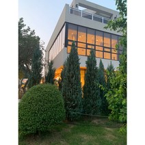 문그로우 2년 묘목 5주 묶음, 5개