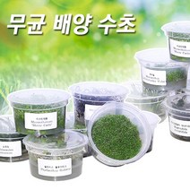 피알피쉬 무균 조직배양 컵수초 - 이끼 달팽이 질병 기생충 없는 어린수초, 22.드워프 레드 바코바